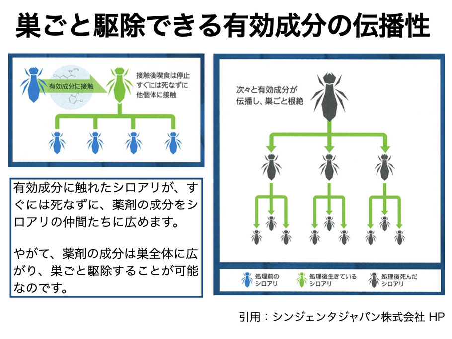 シロアリの薬剤が巣の中で広がるイメージ図