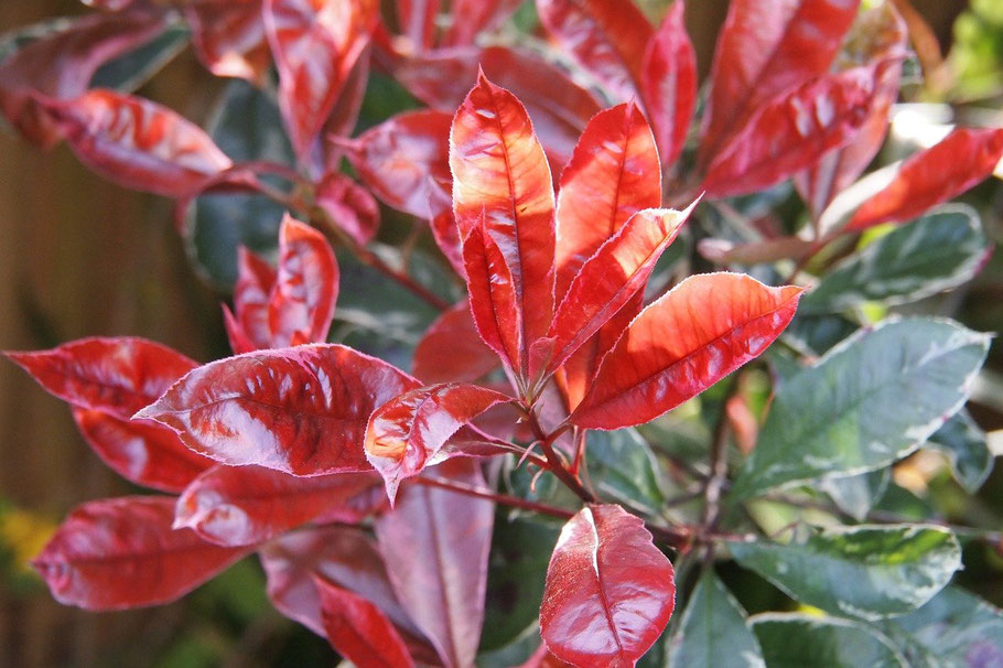 Glanzmispel-Photinia-red robin-wuerzburg-baumschule-hecke-immergruen-pflanzen-sichtschutz-rot-austrieb-wintergrün-guenstig-kaufen-online-obi-dehner