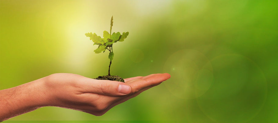 Warum wir Blumen brauchen und unseren Pflanzen danken sollten
