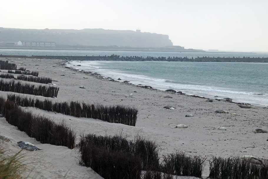 Der Nordstrand der Helgoländer Düne im Dezember 2024. Bild: Rike Kremer-Obrock
