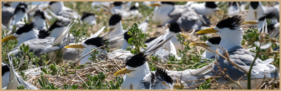 Perth, Western Australia, Westaustralien, Rockingham, Penguin Island, Shoalwater Bay