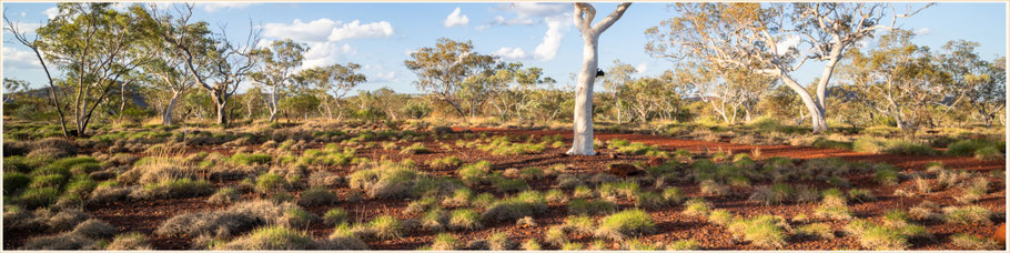 Karijini Nationalpark, Ghost Gum, Pilbara, Outback Australia, Western Australia, WA