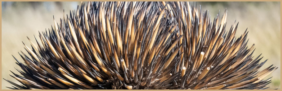 Queensland, Outback, Outback Queensland, Roadtrip Australien, Echidna