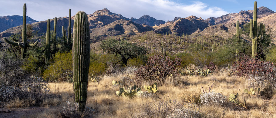 Sabino Canyon Walking, Sabino Canyon Wanderung, Wanderung Catalina Mountains, Tucson Wanderung