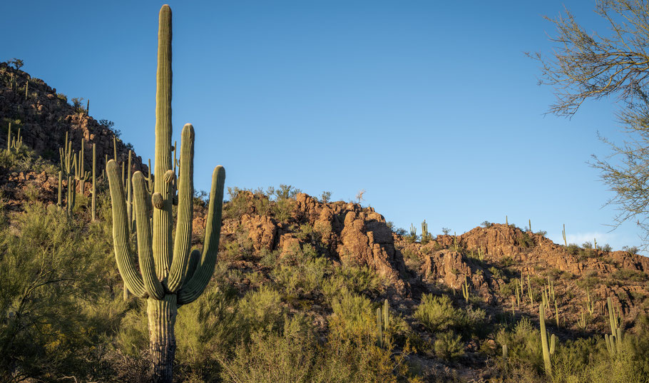 Pictures Rock Trail, Saguaro Nationalpark, Tucson, Catalina Mountains