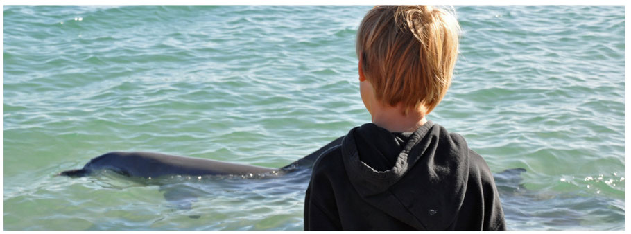 Westaustralien, Northern Territory, Monkey Mia, Shark Bay, Delfine