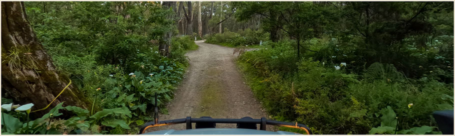 unterwegs im Boranup Forest