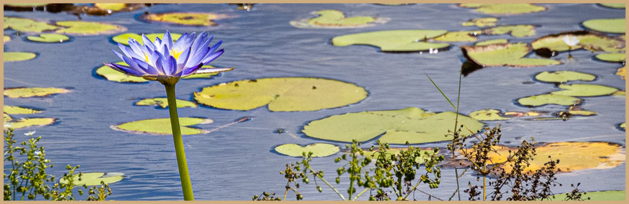 Queensland, Outback, Outback Queensland, Roadtrip Australien, Savannah Way, Gulf Track, Water Lily