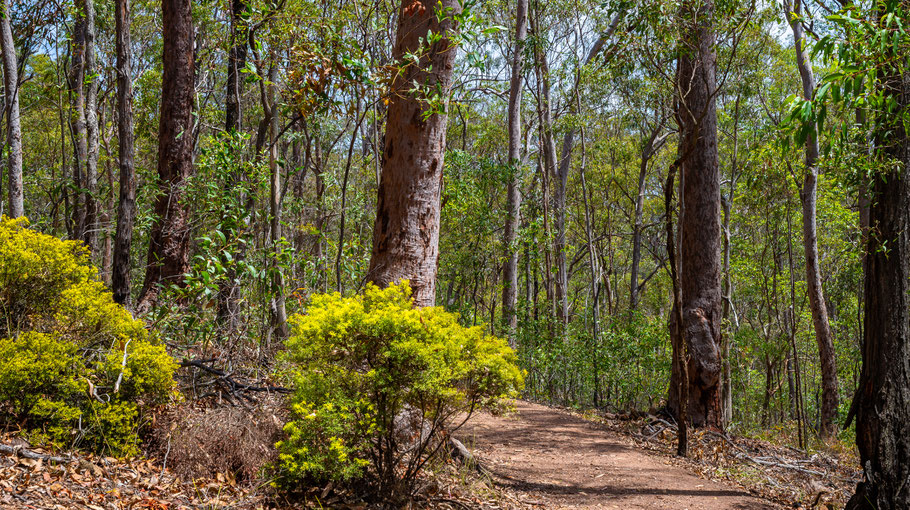 Brisbane, Mt. Coot-tha Summit Walk, Wanderung Mount Coot-tha, Mount Coot-tha