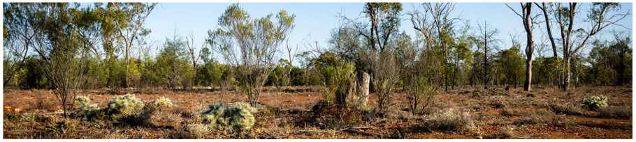 Lightning Ridge, Grawin, Dump, Opale schürfen, Opale suchen