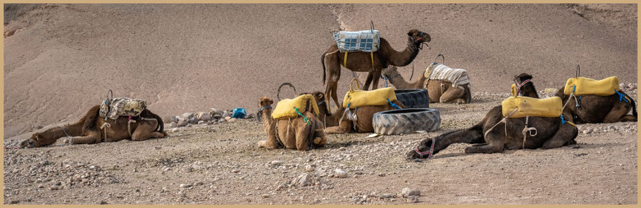 Marokko, Marrakesch, Désert d'Agafay, Nkhila Camp, Kamele