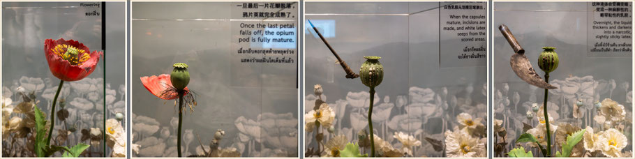 House of Opium Museum, Golden Triangle