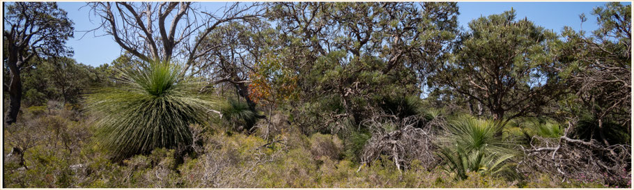 Perth, Mandurah, Yalgorup Nationalpark, Whitehills Beach, Flora Perth