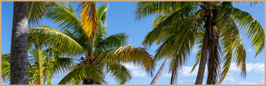 Rarotonga, Cook Islands, Muri Beach, Südsee, Südseestrand, Palmenstrand