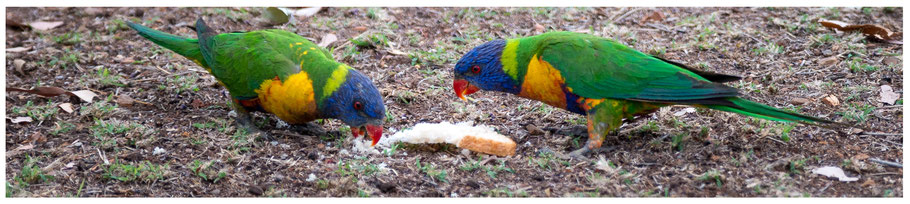 Rubyvale, Gemseeker Caravan Park, Rainbow Lorikeets, Regenbogenloris