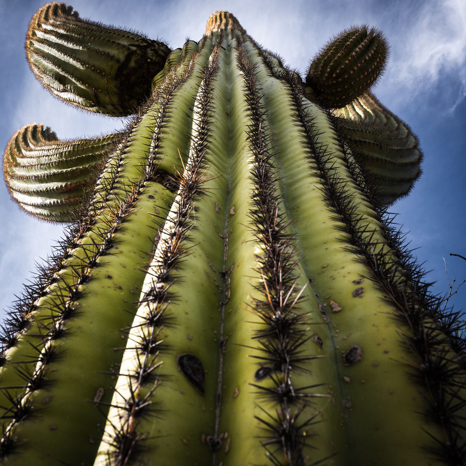 Tucson, Saguaro, Kaktus, Saguaro National Park, Saguaro Nationalpark, Road Trip USA