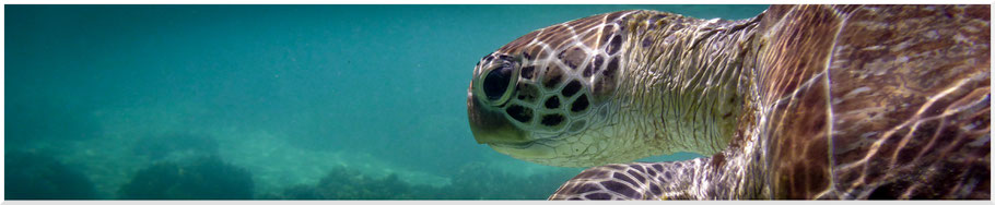 Daintree Nationalpark, Great Barrier Reef, Mackay Reef, Schnorcheltour Ocean Safari, Wasserschildkröte