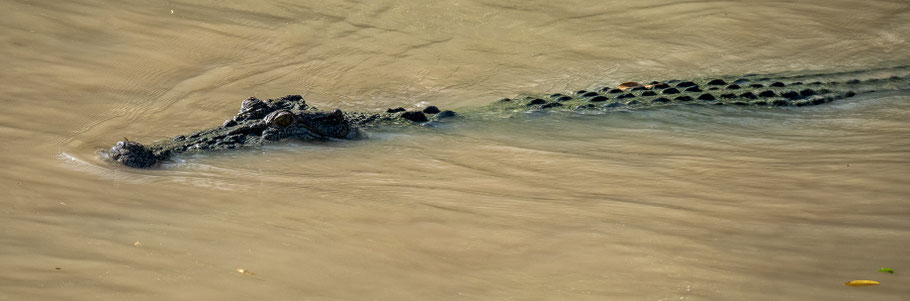 Jumping Crocodile Tour / Adelaide River, Kakadu Nationalpark, Krokodil, Top End