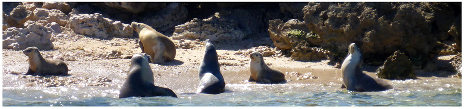 Baird Bay, Eyre Peninsula, Schnorcheln mit Seelöwen