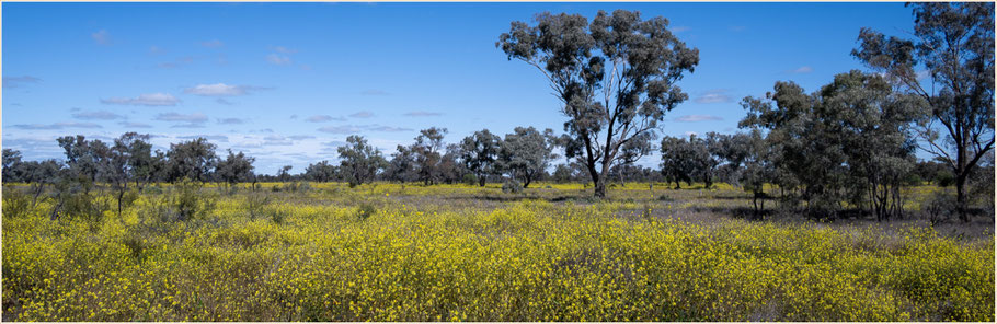 Australien Busch, Outback, Outback Queensland, Bangate Road, Mulga Downs Road