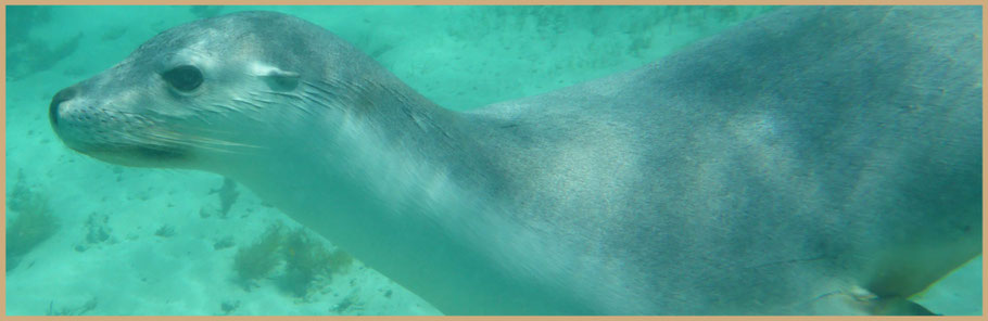 Nahaufnahme eines neugierigen australischen Seelöwen (Australian Sea Lion) beim Schnorcheln im klaren Wasser der Baird Bay