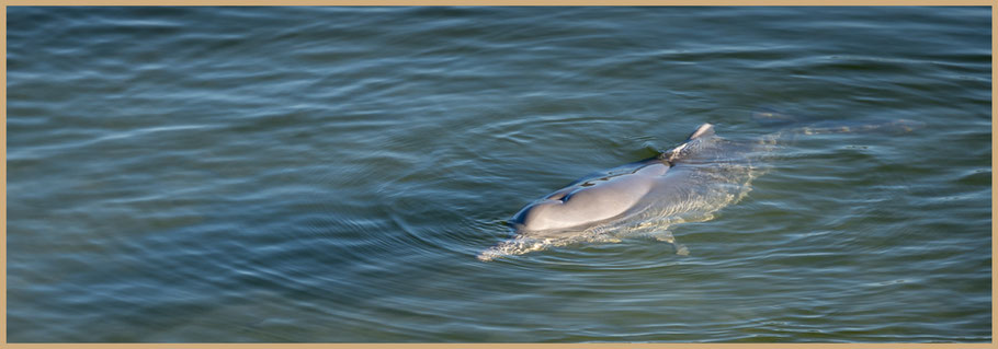 Tin Can Bay, Delfine, Dolphins, Hervey Bay, Queensland