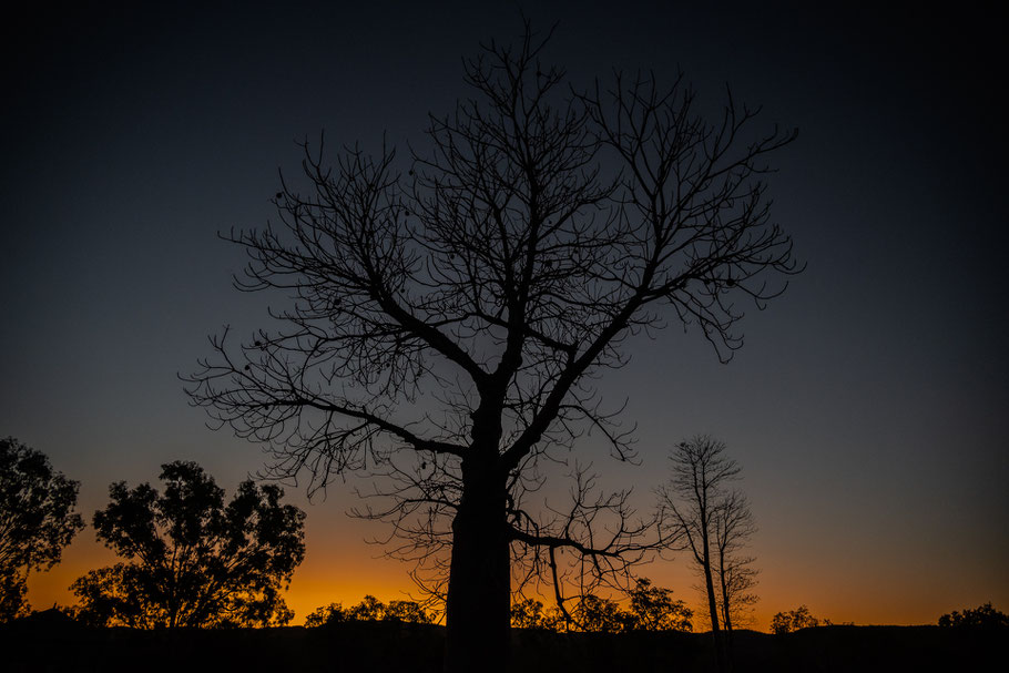 Boab Tree beim Dunham River Free Camp, East Kimberley Region, Western Australia