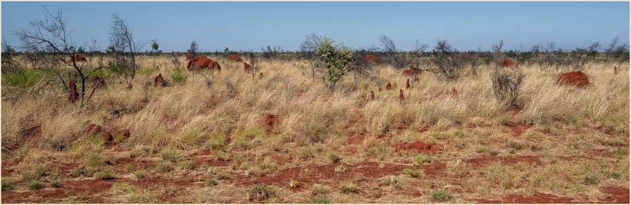 Western Australia, WA, Kimberley, Great Northern Highway, Termiten, mit dem Camper durch Australien, rotes Land