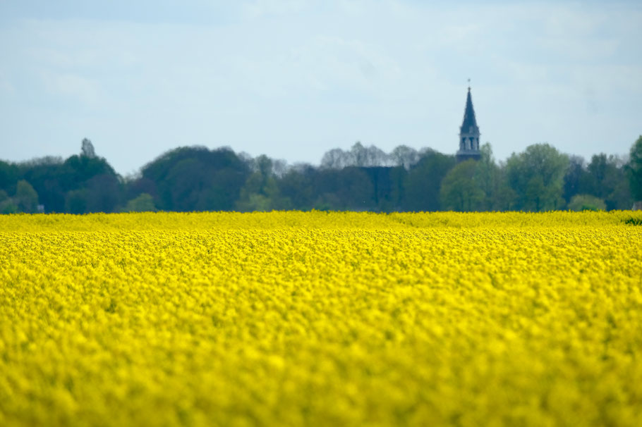 Koolzaadvelden in Groningen 2024