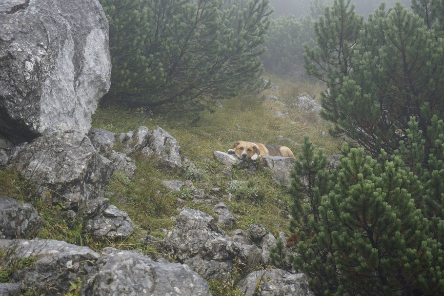 Berg Hund Tal; Almsee; Totes Gebirge; Rotgschirr; Hochpfad; Offensee; Wildensee; Rinnerkogel; Appel Haus; Pühringer Hütte; Seehaus; Alpen; Salzkammergut; Almtal; Grünau