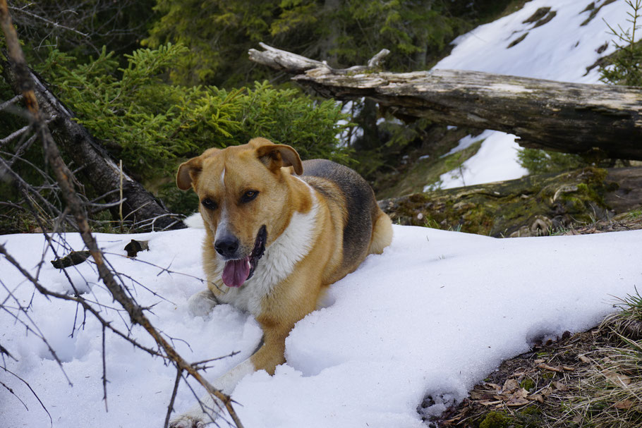 Berg Hund Tal; Hund; Schäfer; Bernhardiner; Almsee; Totes Gebirge; Rotgschirr; Hochpfad; Offensee; Wildensee; Rinnerkogel; Appel Haus; Pühringer Hütte; Seehaus; Alpen; Salzkammergut; Almtal; Grünau