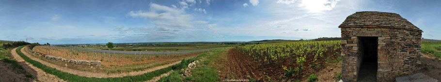 Beaune Clos-des-Mouches début juin