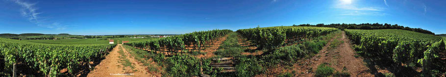 Savigny-les-Beaune sud en juillet