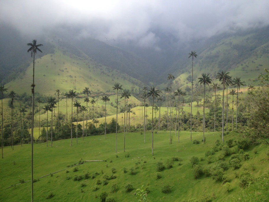 Valle de Cocora's wax palm trees