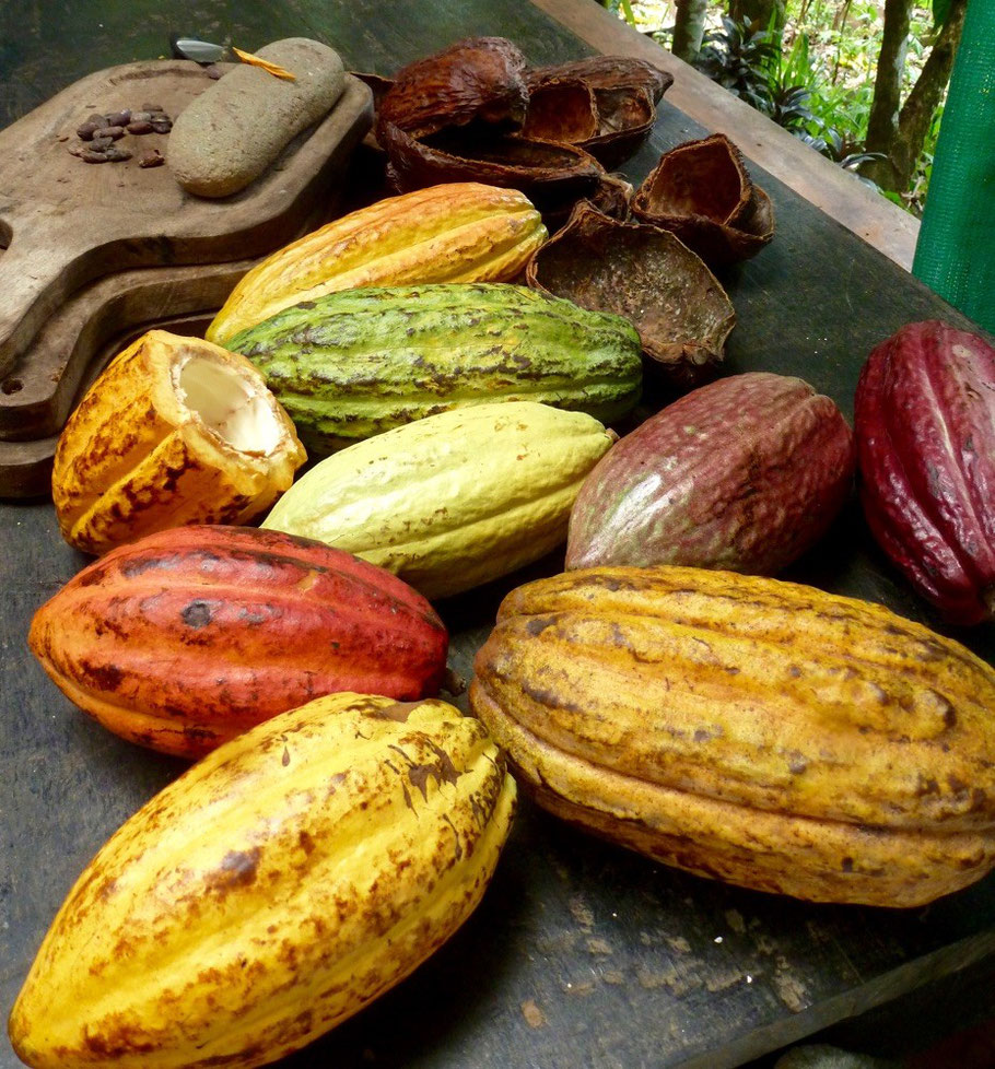 Beautifully colored cacao plants. Beans found inside them.