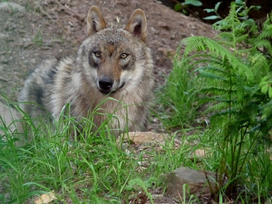 Ein Wolf (Foto: Dieter Schütz / pixelio.de)