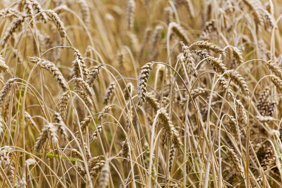 Die Ukraine gilt als Kornkammer der Welt. (Foto: Rainer Sturm / pixelio.de)