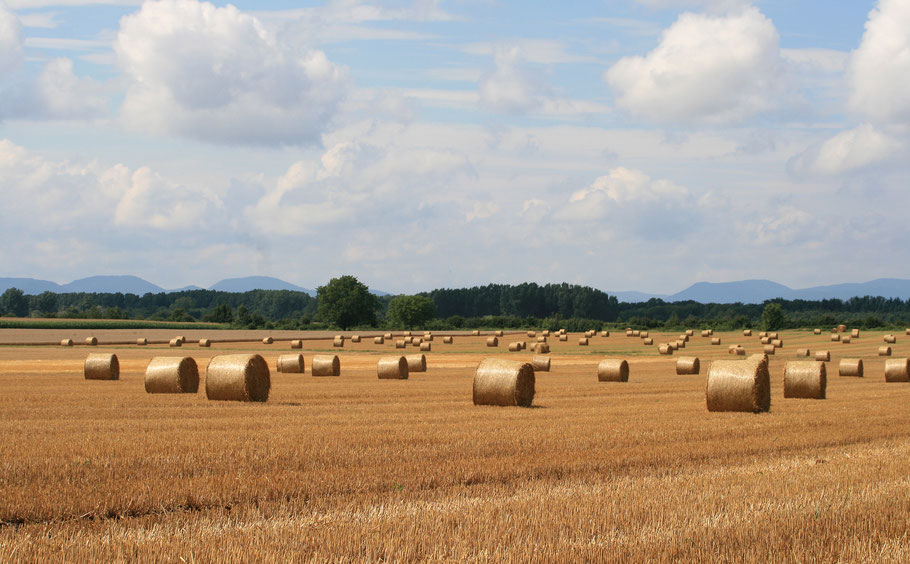 Blick auf ein abgeerntetes Getreidefeld. (Foto: angieconscious / pixelio.de)