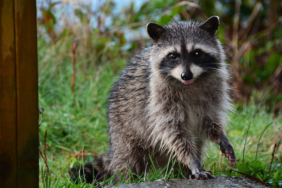 Ein Waschbär. (Foto: SHAWSHANK66)