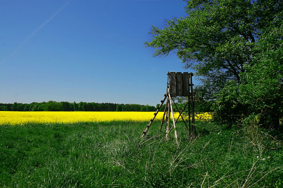 Ein Jägerhochsitz am Rapsfeld. (Foto: Alexander Klaus / pixelio.de)