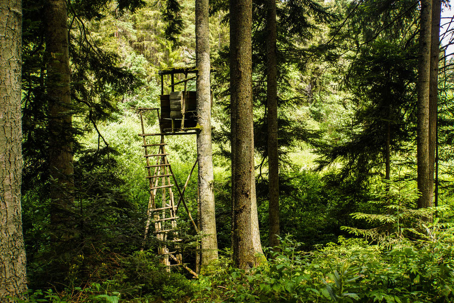 Hochsitz im Wald. (Foto: Rainer Sturm / pixelio.de) 