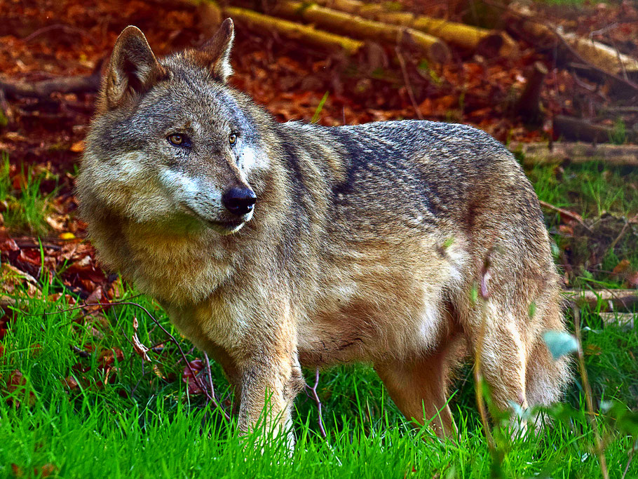 Ein Wolf. (Foto: Rudolpho Duba / pixelio.de)