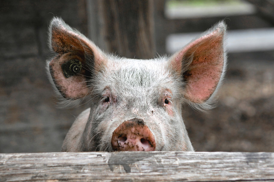 Ein Schwein schaut in die Kamera des Fotografen. (Foto: Markus Walti / pixelio.de)