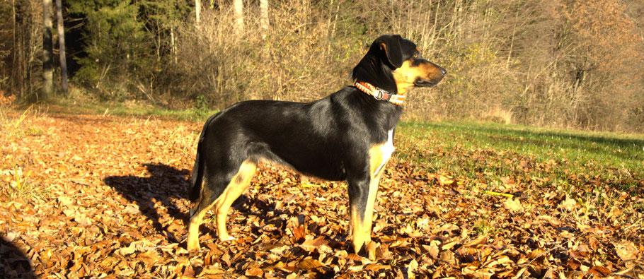 Luisella von der Wimmerfarm