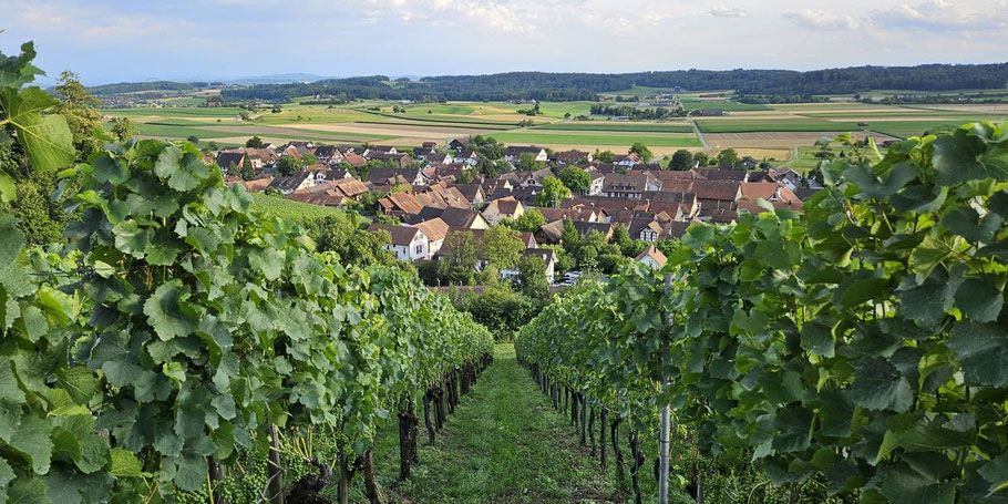 Blick zwischen zwei Reihen Rebstöcken hinab in ein schönes Dorf voller Riegelhäuser