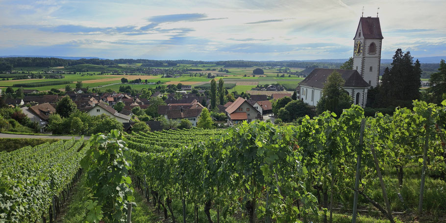 Blick durch den grünen Rebberg hinab auf eine Kirche und ein Dorf