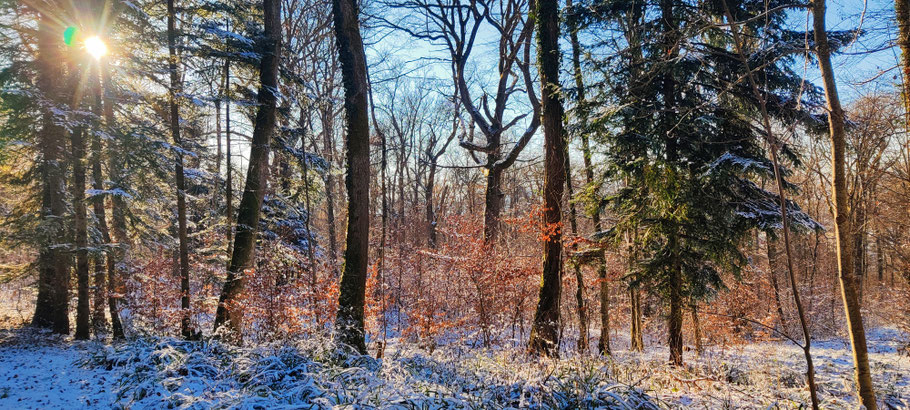 Wald Eschenmosen, 3. Januar 2026