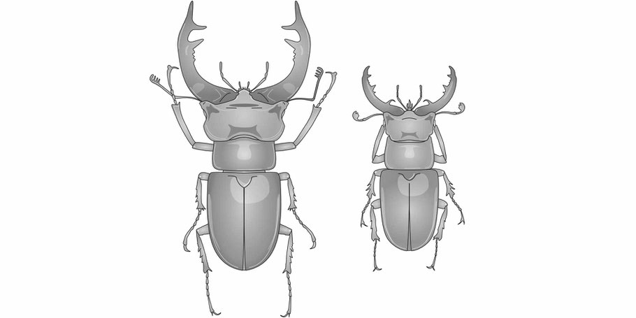 Hirschkäfer Lucanus cervus und forma capreolus