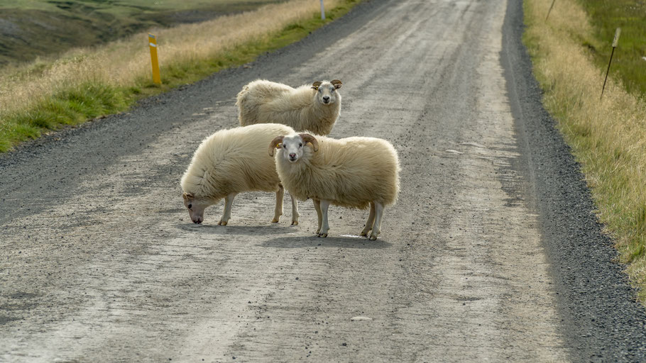 Drei Schafe auf einem Weg. Foto von Walter Bichler auf Pixabay.