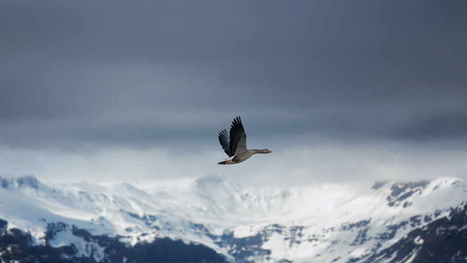 Isländischer Gletscher Jökulsárlón. Bild von Miles Storey auf Unsplash. 